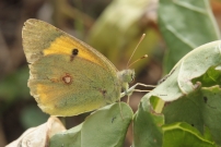 Un Souci (Lpidoptre - Pieridae - Colias croceus)